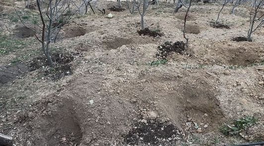 Apple plants in Chaupal, Horticulture Department Chaupal, Rohru,