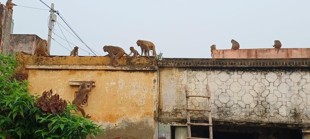 People confined to their homes due to fear of monkeys, traps installed