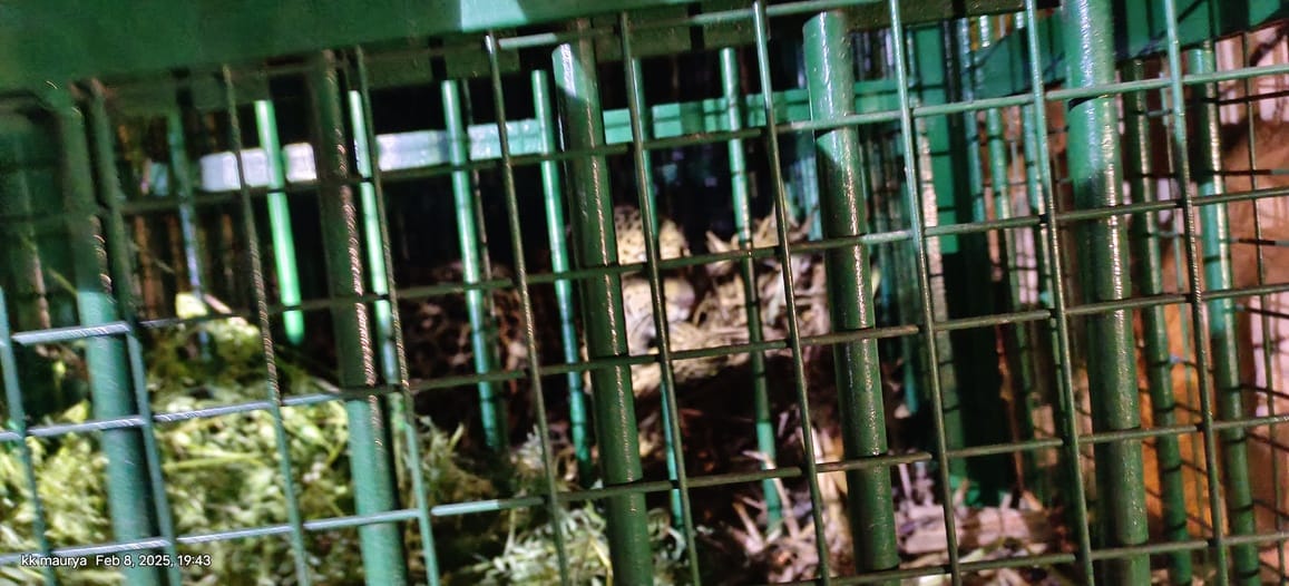 Leopard captured in cage becomes synonymous with terror
