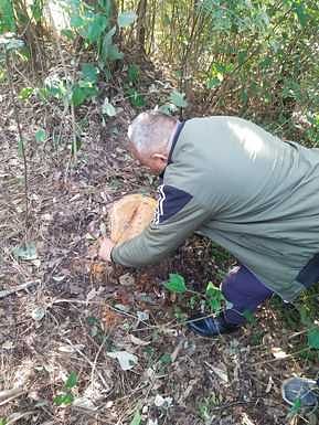 Illegal felling again in Kathun forest, four Khair trees cut down