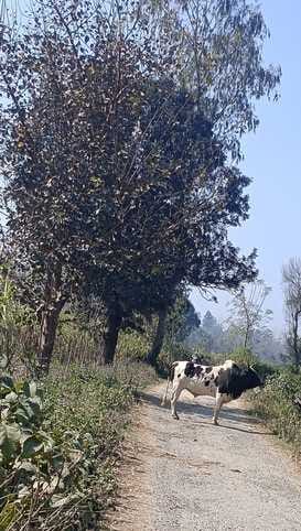 Panic of attacking bull in Bhansuda village, road blocked for an hour