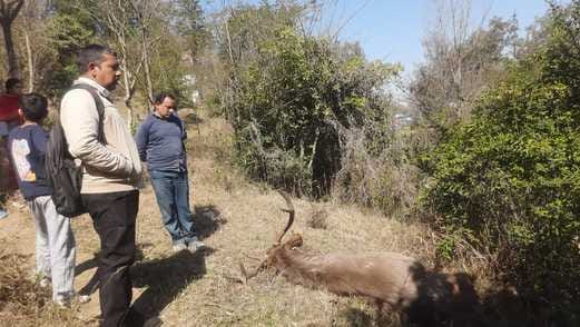 Deer found dead in Baddu of Ghumarwin