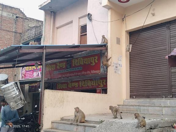 People are troubled by the monkey menace