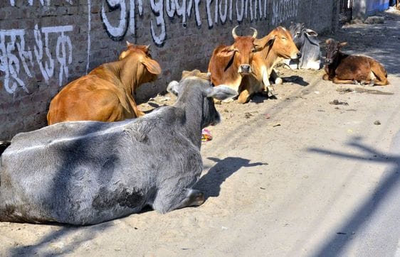 313 Gaushalas, yet more than four thousand stray animals are roaming on the streets