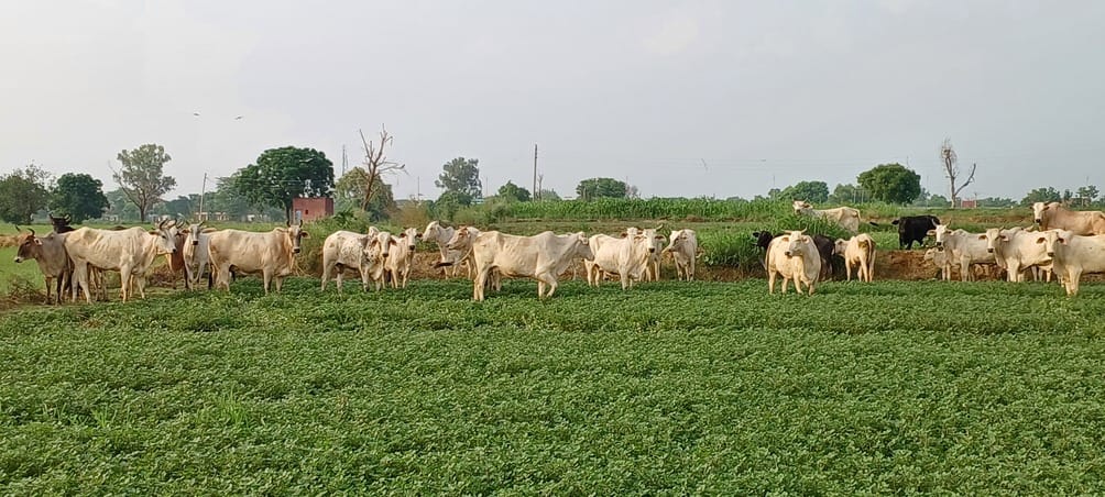 Cattle destroyed the crop, farmer committed suicide
