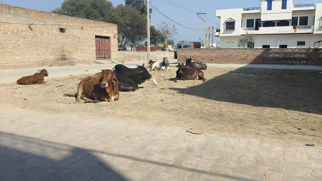 Ward 4 is full of destitute animals