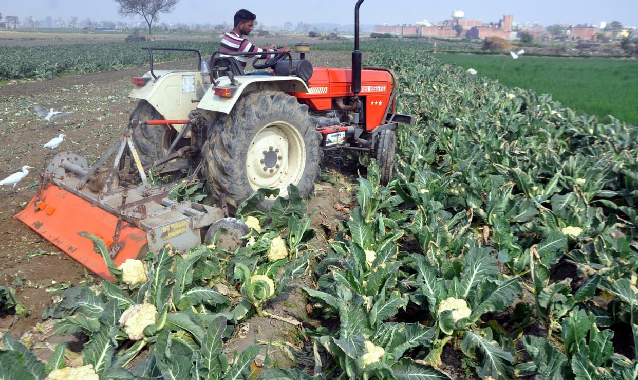 Crop of castor bean crop due to non availability of cost