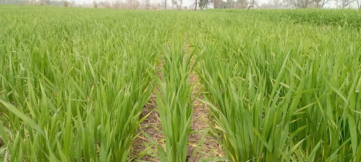 Wheat is being sown with super seeder, crop is flourishing in the fields