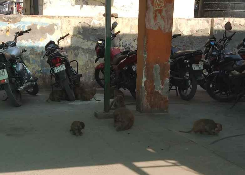 Troubled by monkeys in the district hospital
