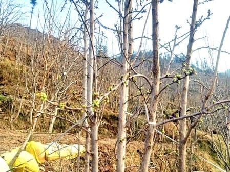 Silver tips started emerging at low altitude in apple orchards