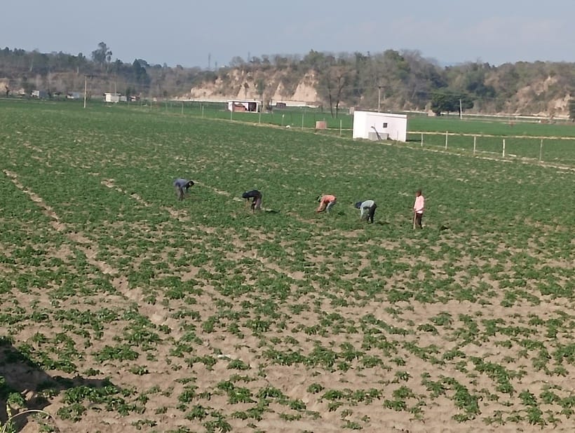 Saving crops in the heat of the day and cold nights becomes a challenge