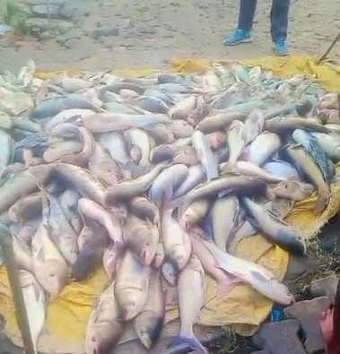 Hundreds of fish die, video goes viral