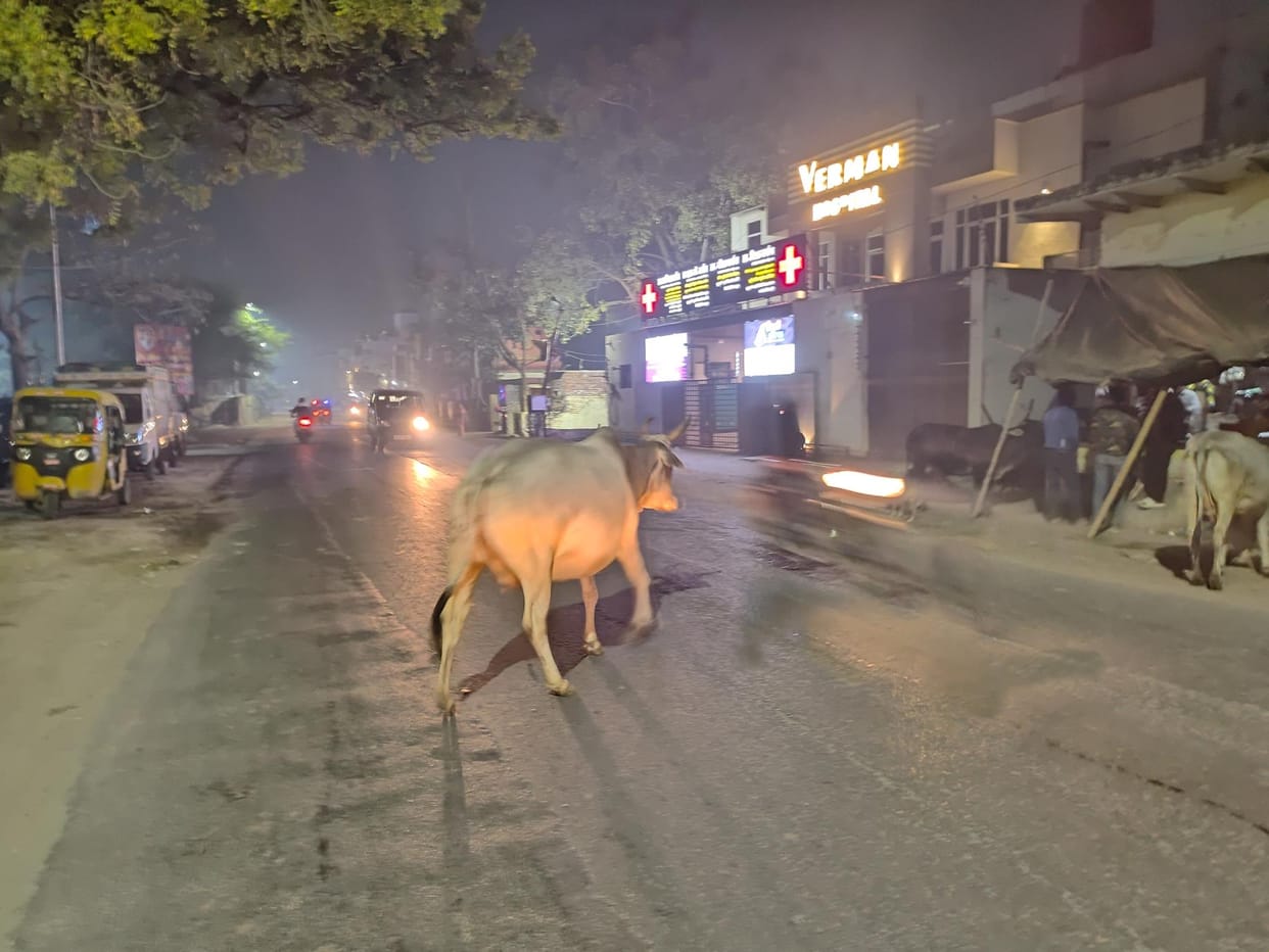 govansh kee lagaataar badh rahee sankhya, sanrakshan ke intajaam puraane