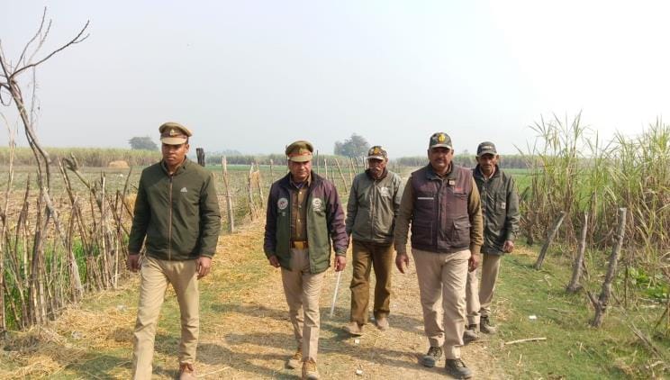 Cage installed to catch leopard, combing started