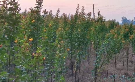 Arhar cultivation area decreased, preparations to increase it