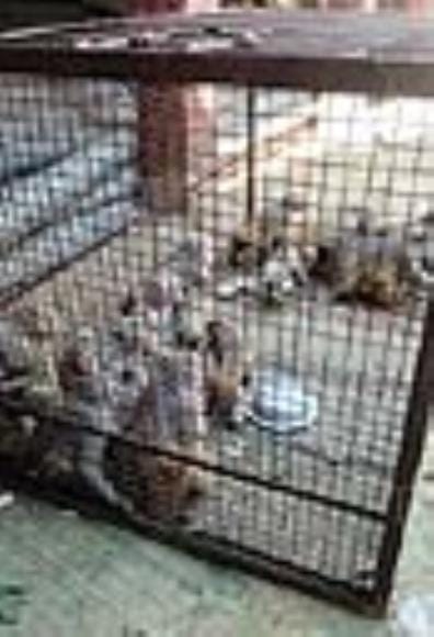 Operation continued for the third day in Barwala, 125 monkeys caught so far