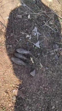 birds found dead near the bear house in damoh news hindi