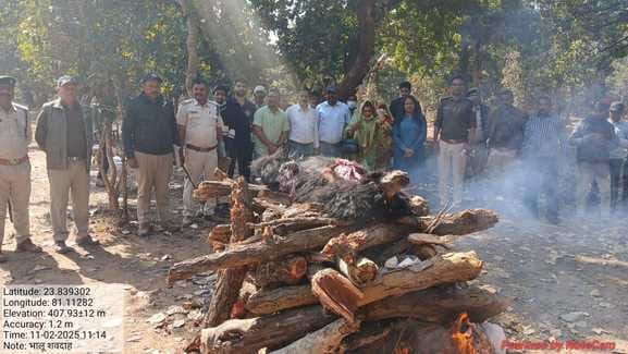 Umaria News After bear cub now mother also died orphaned little cub will now be raised in Bandhavgarh