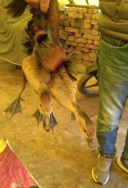 Guest birds coming to Bakhira Lake become target of hunters