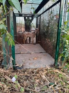 Tiger not seen on camera, search continues with footprint