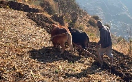 Agriculture in Chaupal, Agriculture in Rohru, Shimla Agriculture Horticulture