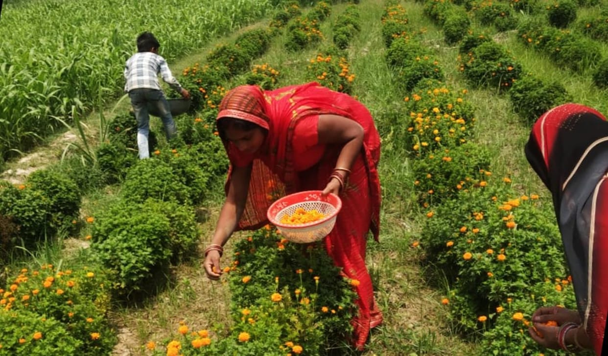 Cultivation of marigold flowers is making women's lives fragrant