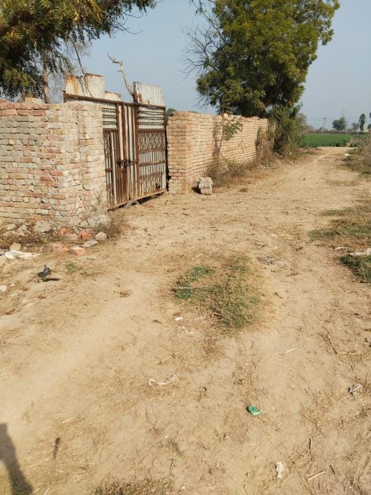 In Bhuthan Kalan, dogs are becoming violent after eating meat of dead animals, they are also biting people.