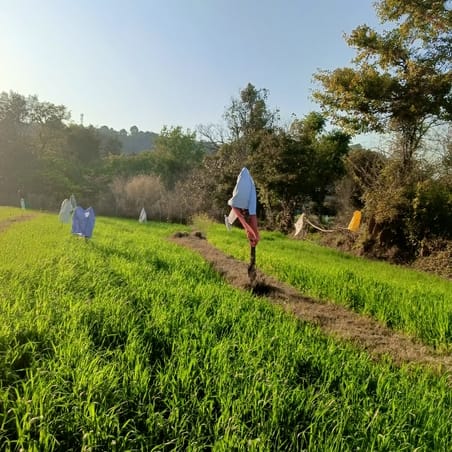 Wild animals are destroying crops in Changar area.