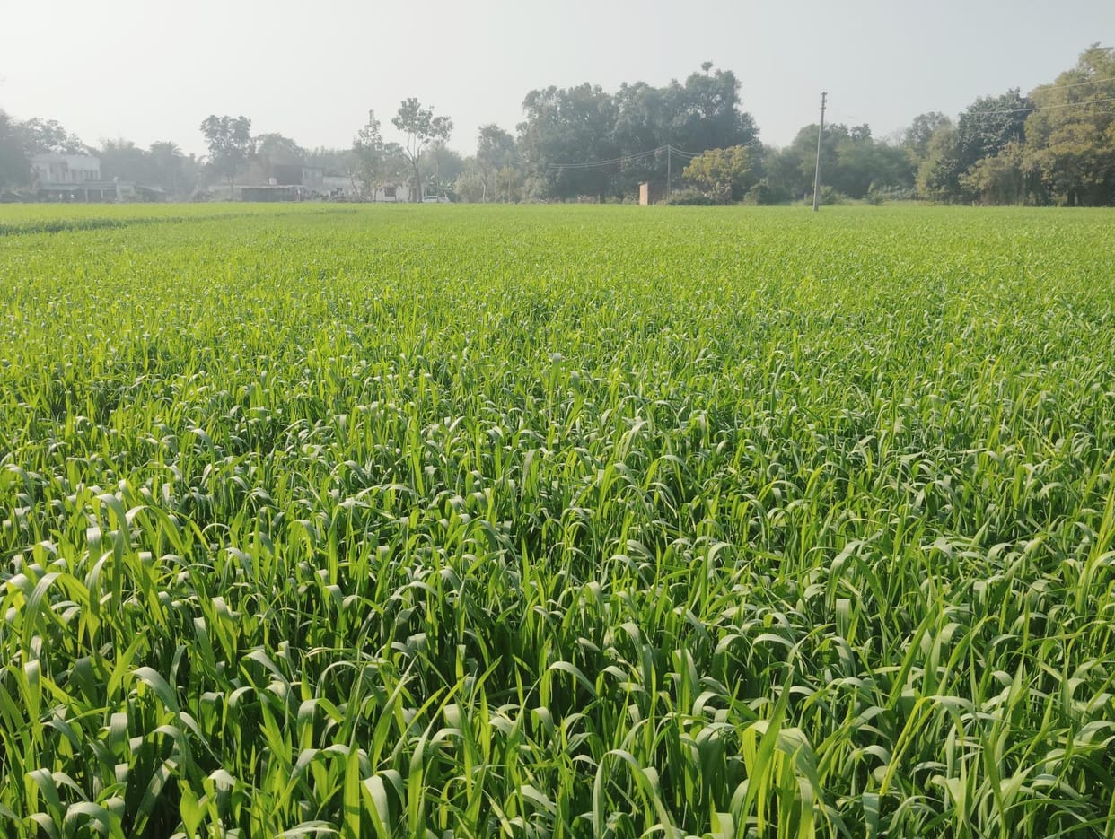 Wheat crop damaged due to westerly weather