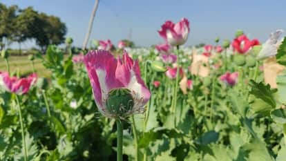 Mandsaur News Opium crop is in its prime farmers are forced to stay awake all night to guard it