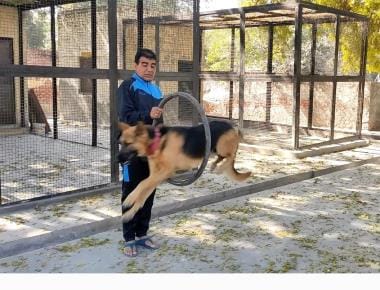 Tracking, Hurdle, Salute... Raja is sweating to become a champion, RPF's dog is expert in solving fodder crimes.