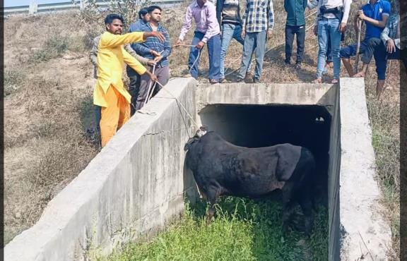 Bull rampage in Samadpura, 4 farmers injured, 1 referred