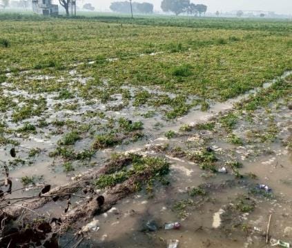 The track of the canal was cut in Rasidpur, the potato crop got submerged