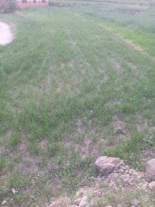 Farmers' worries increased due to lack of rain