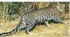 Terror of Baghere in Mundawara village of district adjacent to Sariska