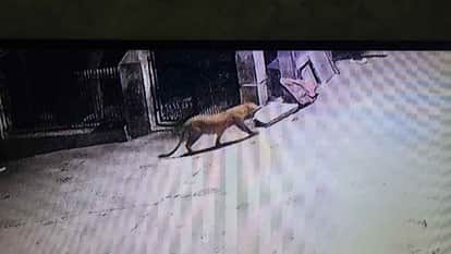 Leopard enters the urban area, leopard reaches outside the house of former Home Minister Kailash Chawla
