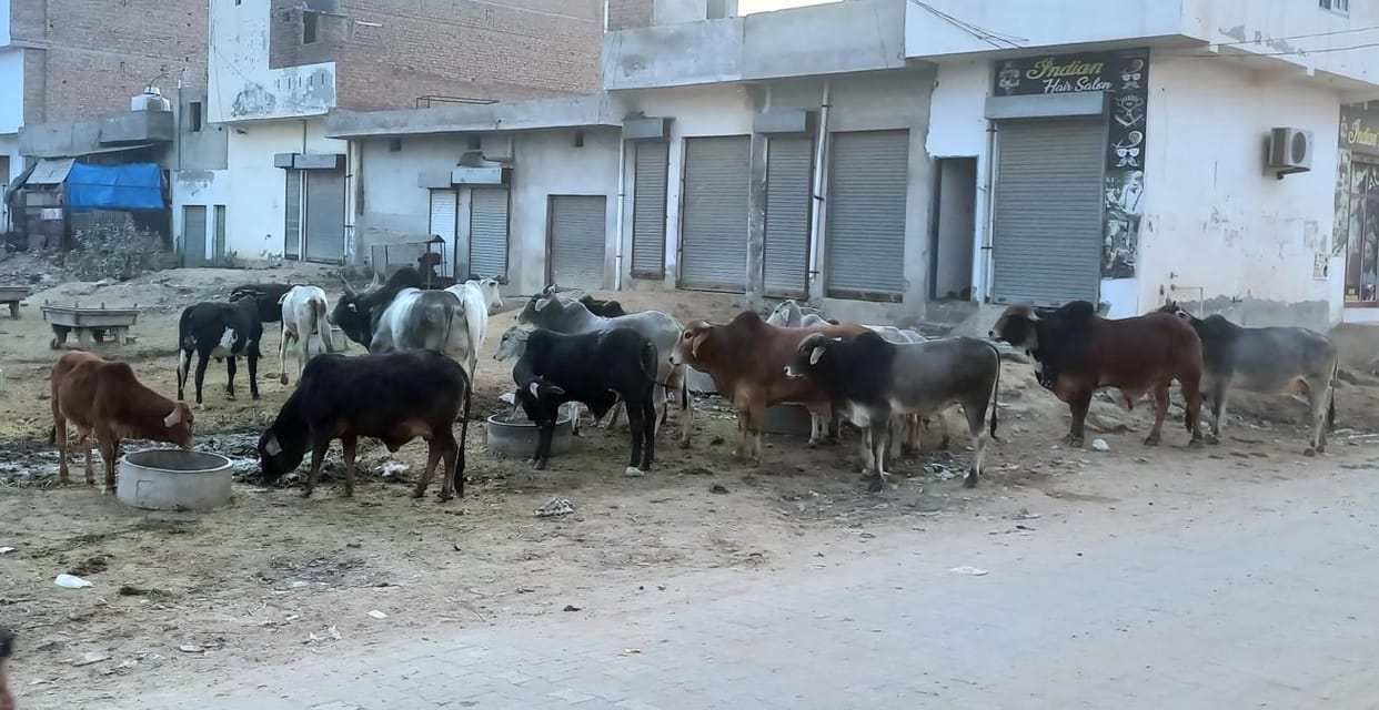 Common people are troubled by helpless animals, danger of accidents remains throughout the day.