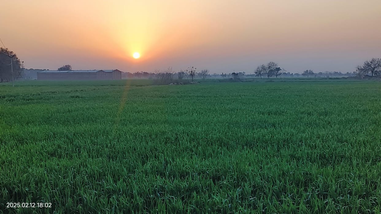 Rising temperature may have effect on wheat crop advisory issued for farmers in Bareilly