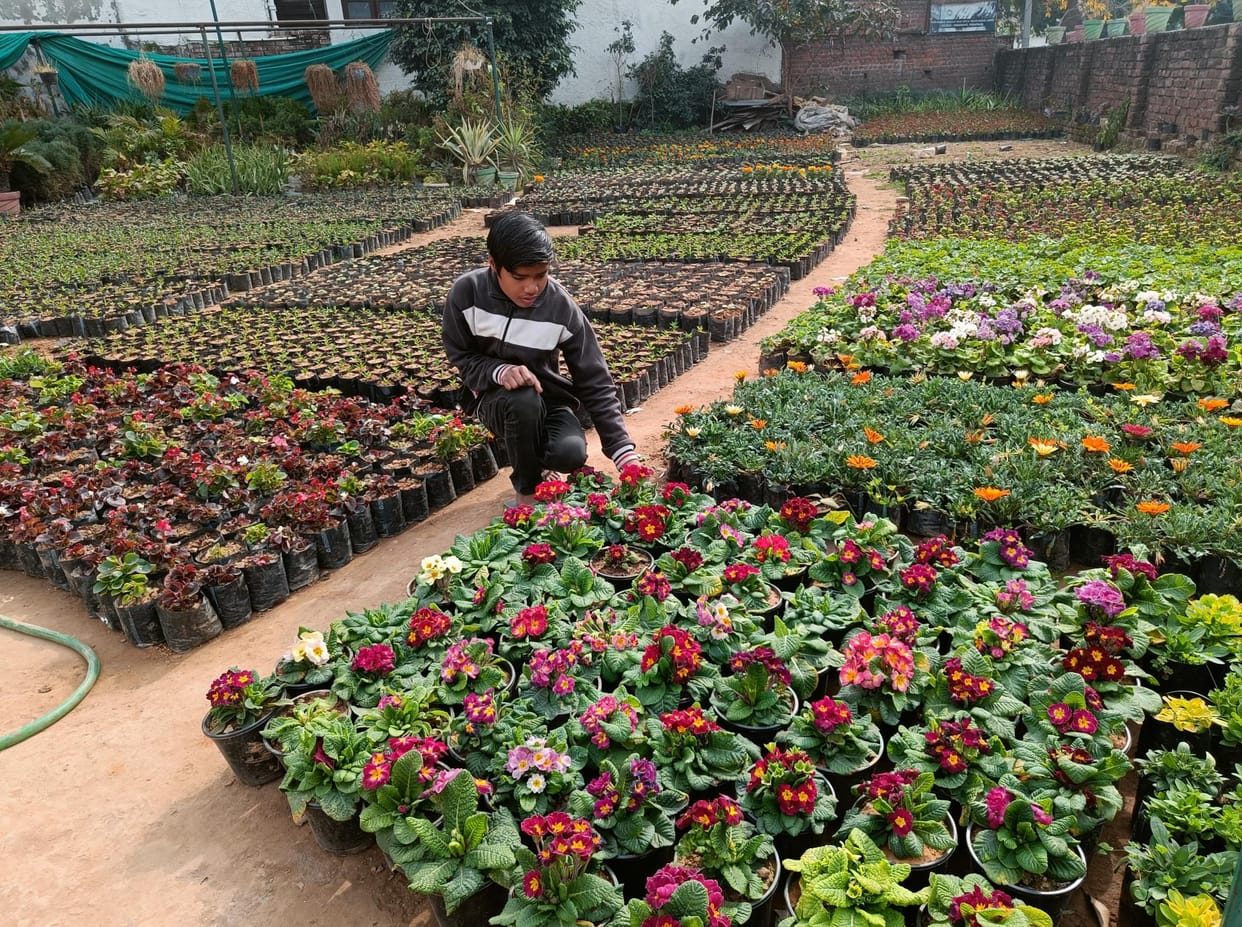 jammu, gardning, flower