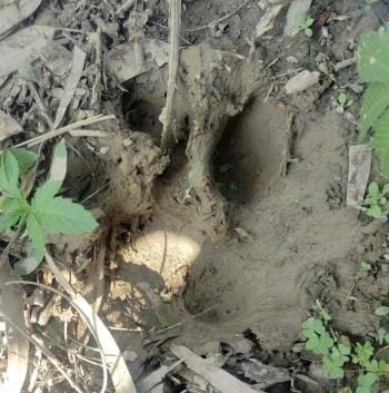 New footprints of tiger found in Sitapur, now in Bishunpur, panic spread