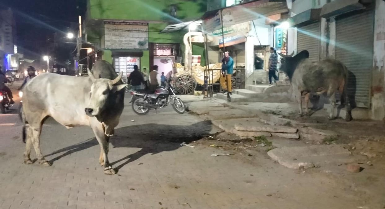 Bulls roaming on the streets masquerading as death One year's figures in Etah 20 people lost their lives