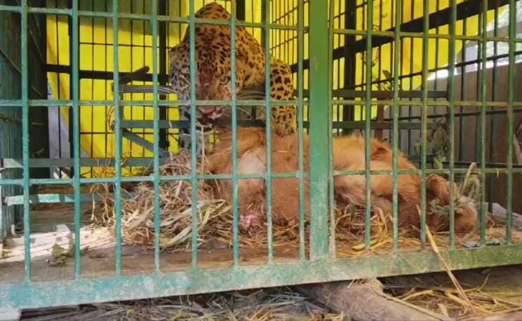 The female leopard that injured five villagers was captured in a cage.