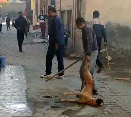 A dog tied outside the house was beaten to death with a stick, then dragged and mutilated the body.