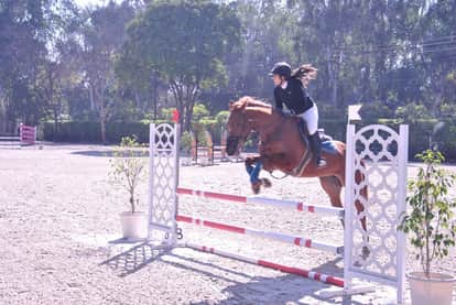 Indian Equestrian Federation: Court reinstates Jaivir Singh as EFI Secretary General