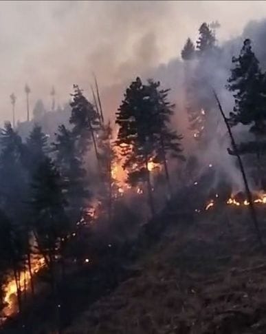 Fire caused devastation in the forests of Shilla-Bangla