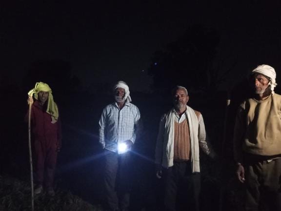 Stray animals are destroying crops, farmers are keeping guard at night