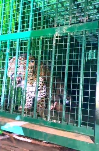 Leopard which created terror in wedding ceremony in Lucknow released in Dudhwa