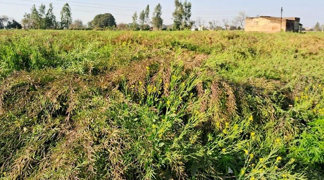 The westerly wind has blown away the colour of wheat... mustard is also in trouble