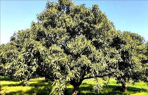 Mango blossoms have arrived soon, good yield expected