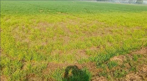 Temperatures like June are seen in February, crops turn yellow